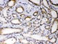 Anti-EBAG9 Picoband Antibody